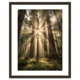 Ethereal Redwood Sanctuary: Sunbeams in the Ancient Forest thumbnail