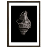 Shells No 2 thumbnail