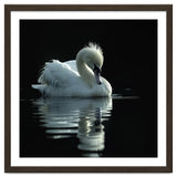 White Swan Gracefully Swimming In Dark Water thumbnail