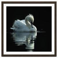 White Swan Gracefully Swimming In Dark Water