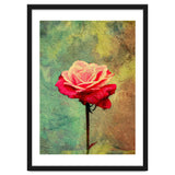 A Vibrant Red Rose thumbnail