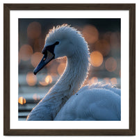 Close-up Shot of a Swan with Water Droplets