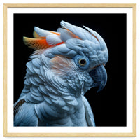 Close Up Of A Cockatoo Parrot Head