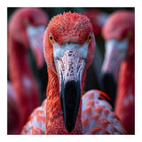 Close Up Of A Flamingo Bird Face, Pink Feathers (Print Only) thumbnail