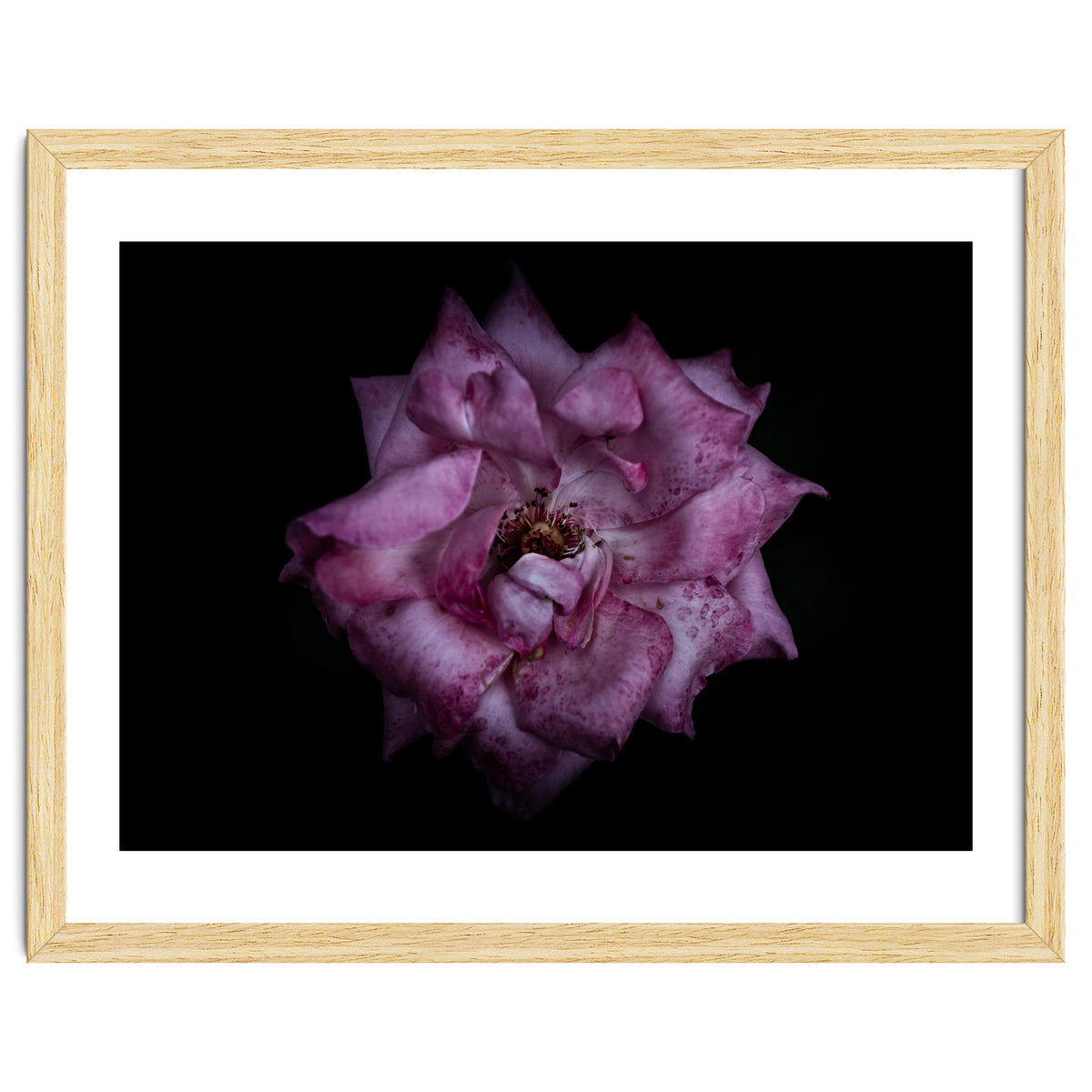 Backyard Flowers No 111 Color Version