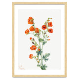 Mary Vaux Walcott – Scarlet Globe Mallow (Sphaeralcea grossulariaefolia) (1927) thumbnail