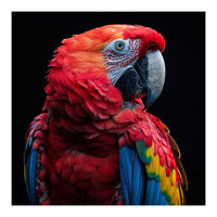Scarlet Macaw Parrot Close Up Portrait  (Print Only)
