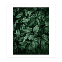 New Foliage Green Ii (Print Only)