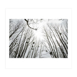 Bare trees in the winter sky (Print Only) thumbnail