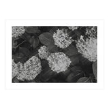 Hydrangeas | Black & White Landscape (Print Only) thumbnail