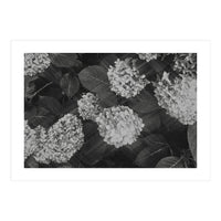 Hydrangeas | Black & White Landscape (Print Only)