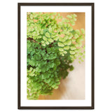 Maidenhair Queen thumbnail