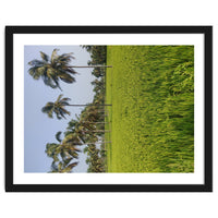 The Paddy Fields of Kerala, South India