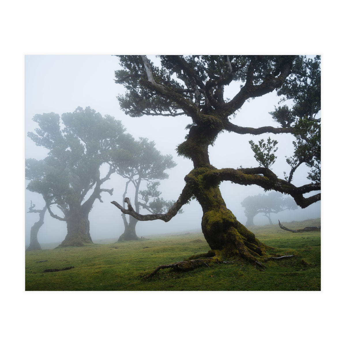 Forest queen (Print Only)