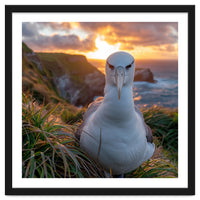 Albatross Bird On Grassy Cliff At Sunset
