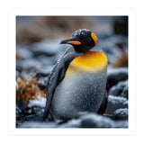 King Penguin In Snow With Water Droplets (Print Only) thumbnail