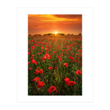 Poppies At Sunset (Print Only) thumbnail