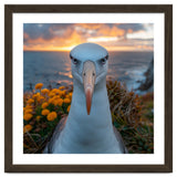Albatross Bird With Intense Gaze By The Sea thumbnail