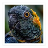 Close Up Of A Wet Macaw Parrot Head (Print Only)