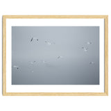 Flying seagulls in the winter sky thumbnail