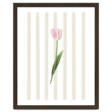 Single Tulip thumbnail