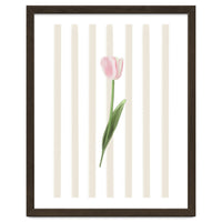 Single Tulip