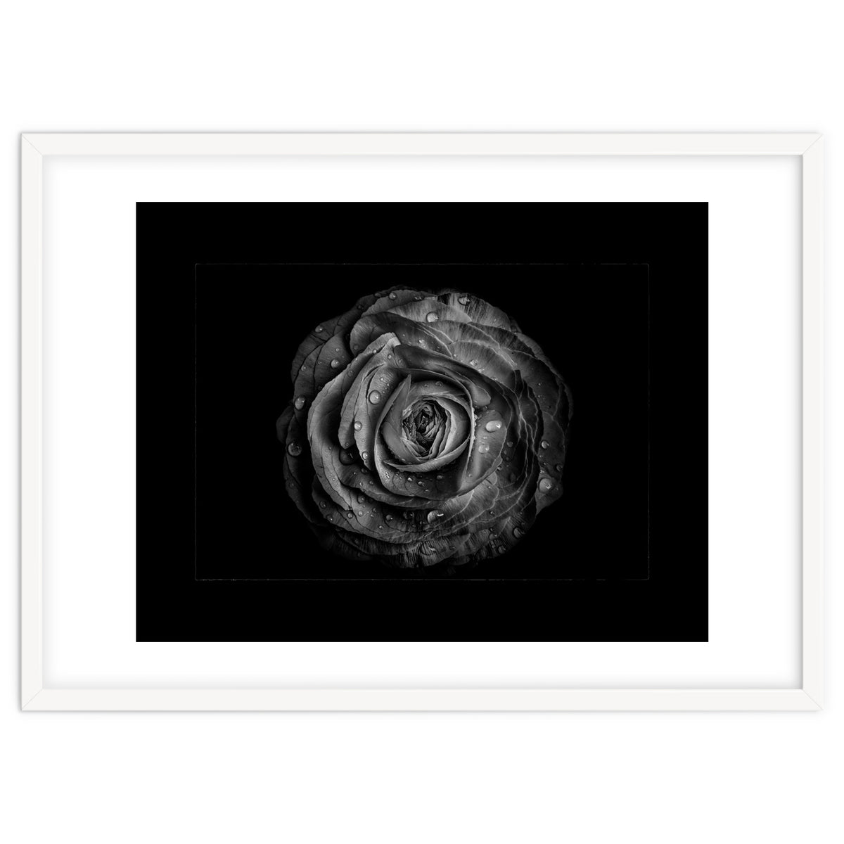 Backyard Flowers In Black And White No 72 with Border