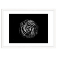 Backyard Flowers In Black And White No 72 with Border