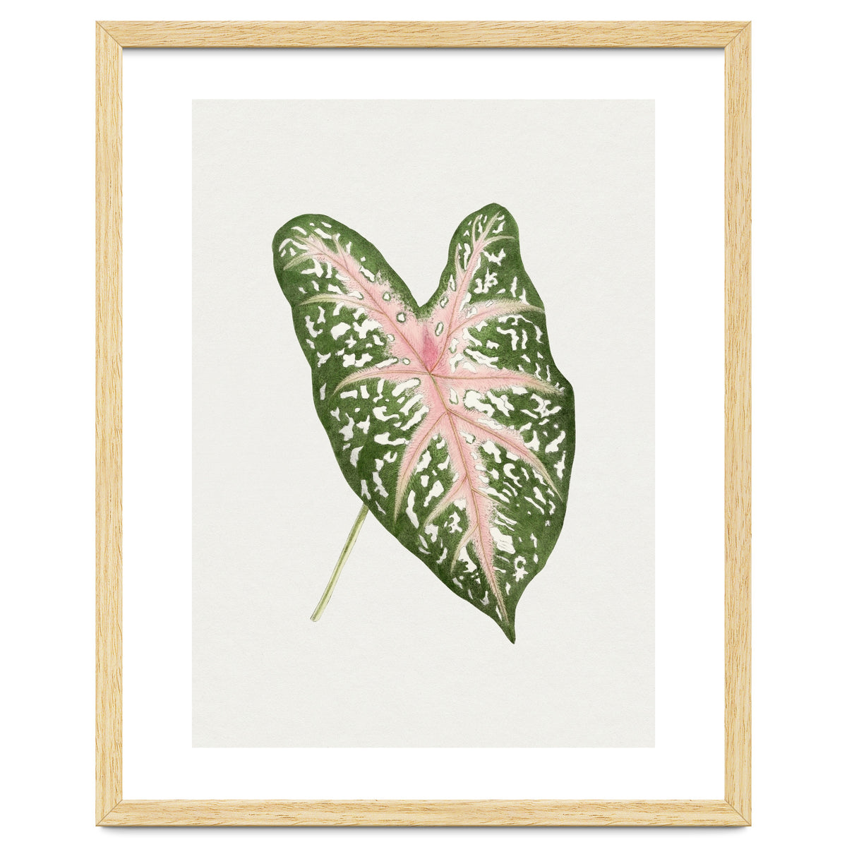 Caladium ‘Carolyn Whorton’ Leaf (Hand Drawn Illustration)