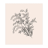 Acacia Botanical illustration (Print Only) thumbnail