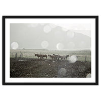 Horses under the sun shower - Iceland