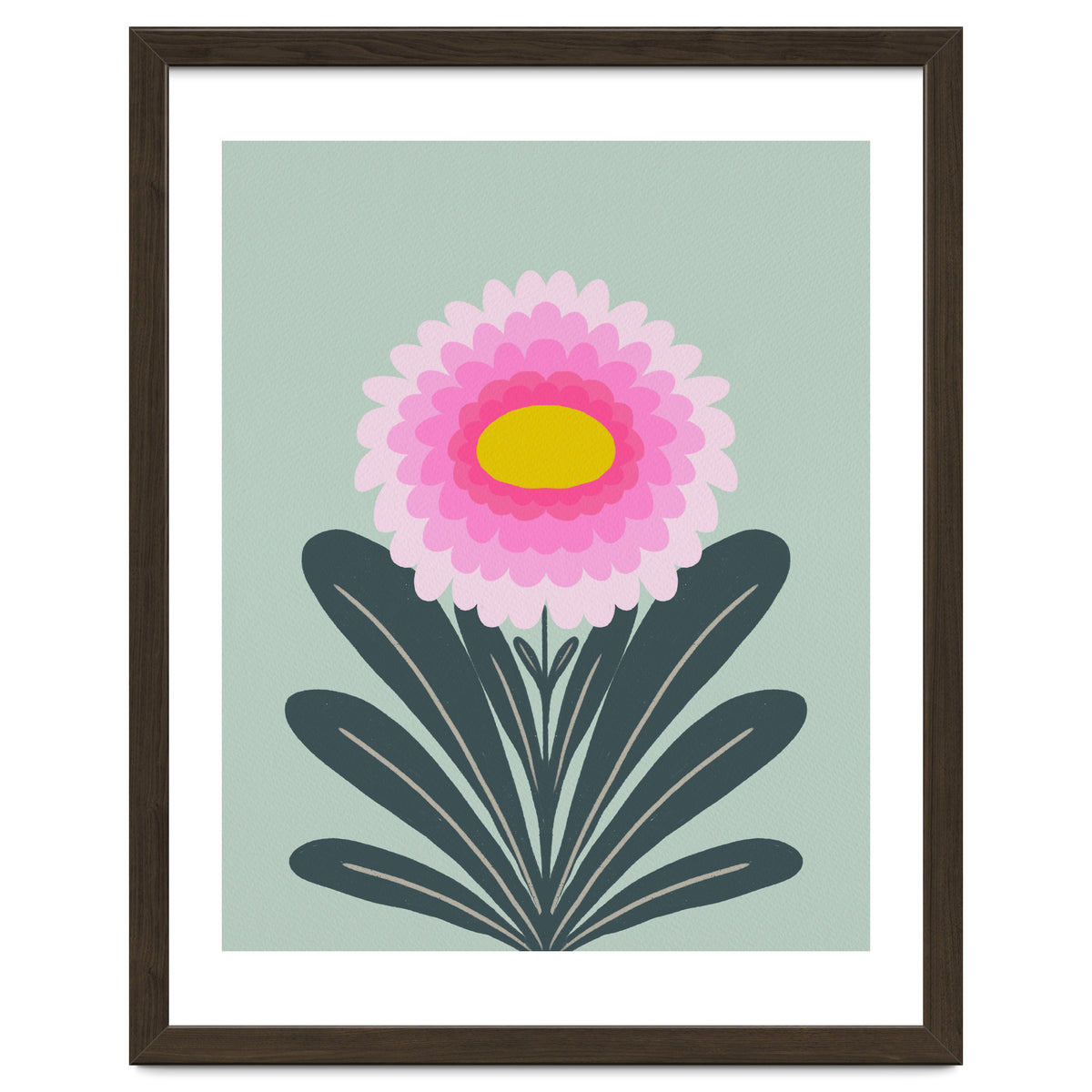 Chrysanthemum - turquoise and pink