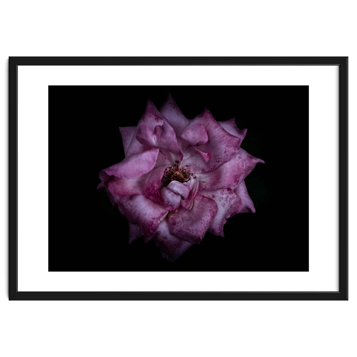 Backyard Flowers No 111 Color Version