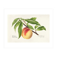 Royal Charles Steadman – Peach Twig (Prunus persica) (1918) (Print Only)