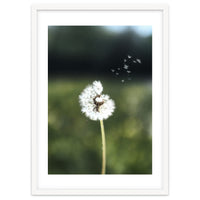Dandelion Wish Photography