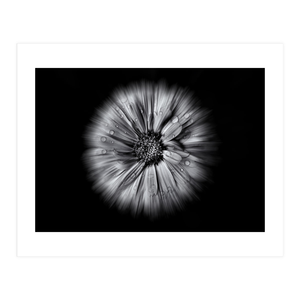 Backyard Flowers In Black And White No 10 Flow Version (Print Only)