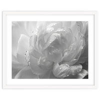 Ethereal Monochromatic Peony Petal Macro