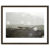 Horses under the sun shower - Iceland thumbnail