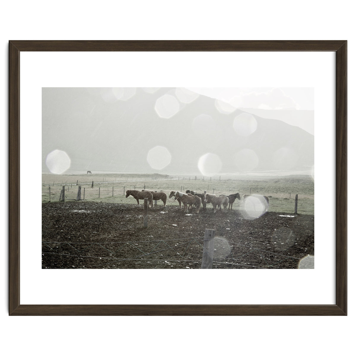 Horses under the sun shower - Iceland