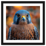 Close Up Of A Kestrel Bird Of Prey Portrait thumbnail