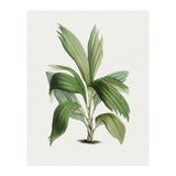 Areca Palm (Hand Drawn Botanical Illustration) (Print Only) thumbnail