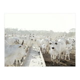LIVING TOGETHER - WHITE COWS FAMILY (Print Only) thumbnail