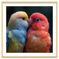 Two Lovebirds Nuzzling Close Up Portrait