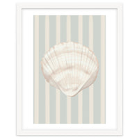 Sea shell