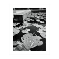 Lotus Pond | Black & White Portrait (Print Only)