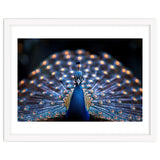 Close Up Peacock Showing Its Beautiful Feathers thumbnail