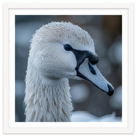 Close Up Of A Swan Head Covered In Water Droplets