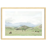 Relaxing horses on a sunny day calm field - Iceland thumbnail