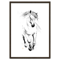 Runninh Ghorse In Water