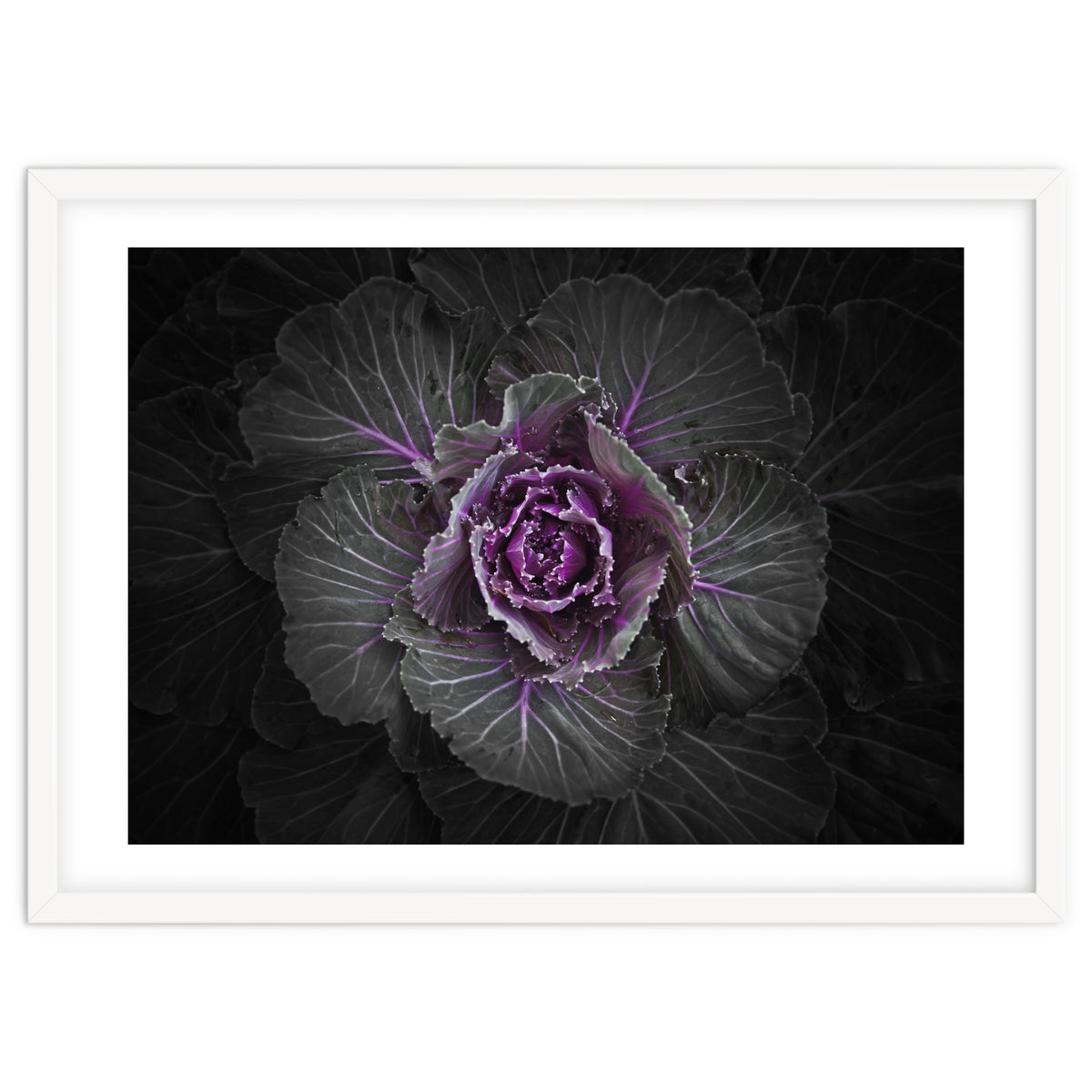 Backyard Flowers No 108 Color Version